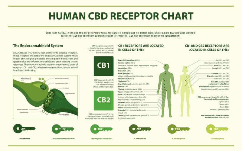 CB1 and CB2 receptor chart