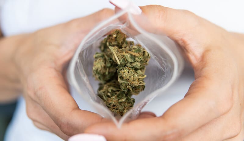 Cannabis Strains for Restless Leg Syndrome in a plastic bag being held open by a women's hands.