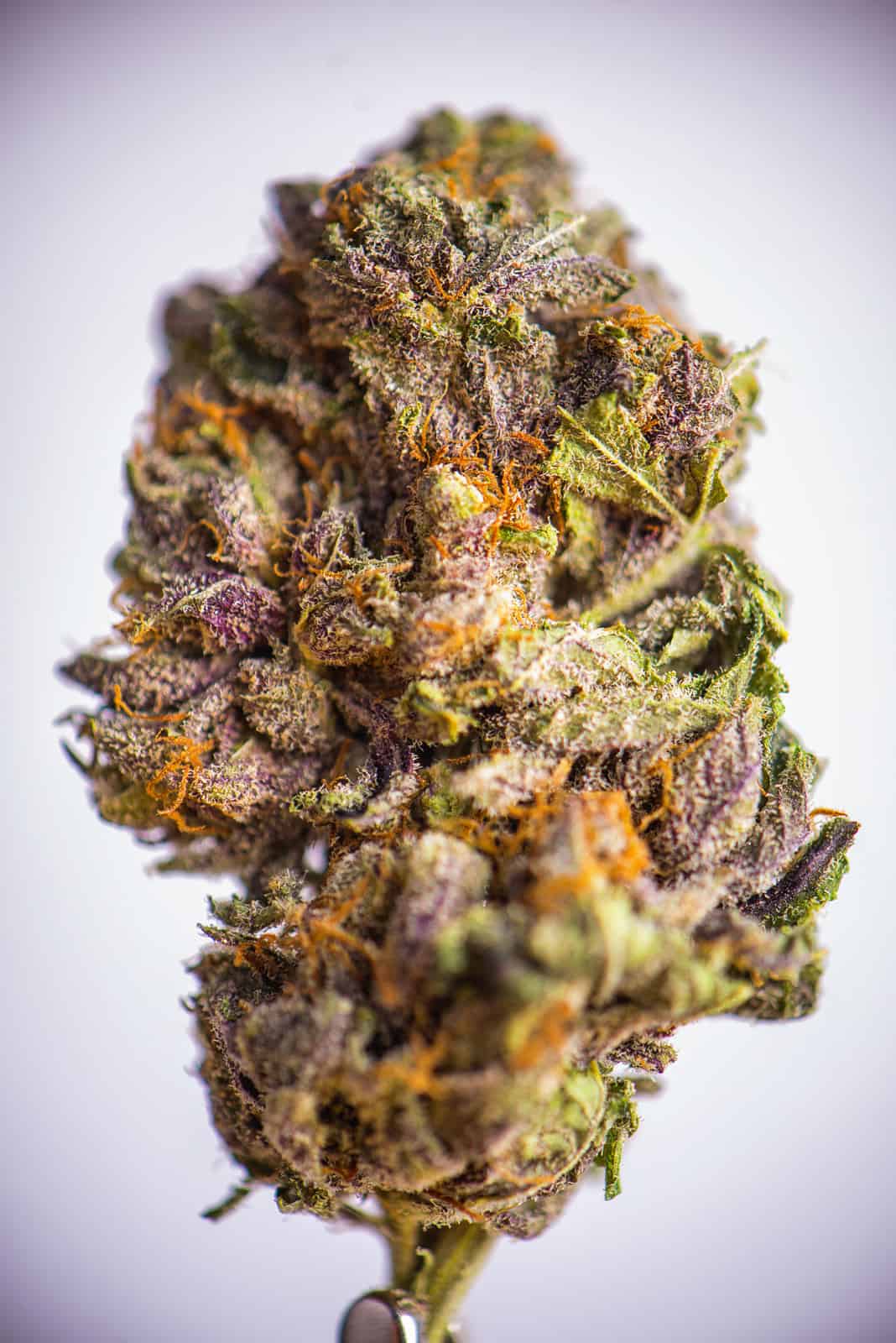 Granddaddy Purple Weed Strain Review & Information