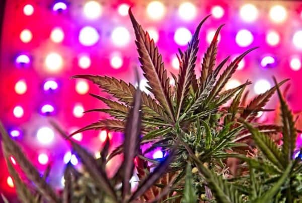 Cannabis Growing under LED Bulbs