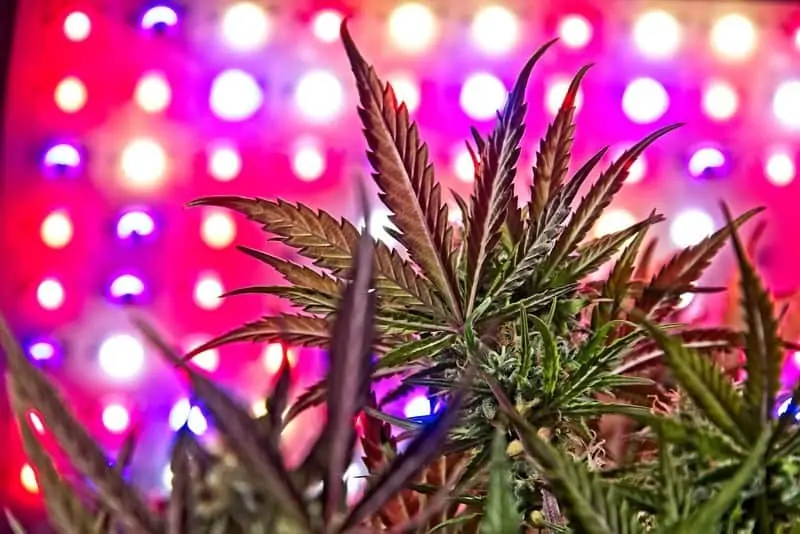 Cannabis Growing under LED Bulbs