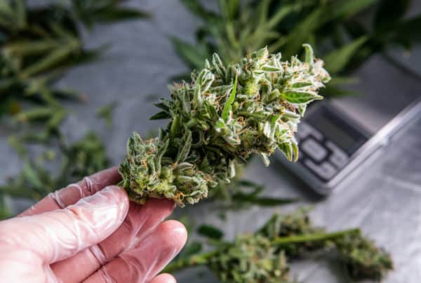 Learn how to secure a cannabis job in West Virginia, as depicted by an image of a hand holding a marijuana plant and scale.