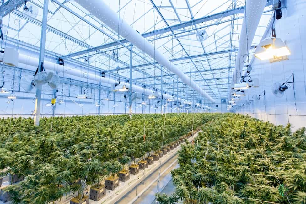 How to Start a Marijuana Business in California. Greenhouse with marijuana plants.