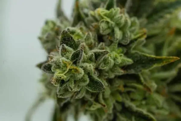 How to tell if your weed is good. Good weed up close.