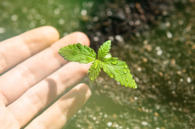 Using miracle grow for marijuana