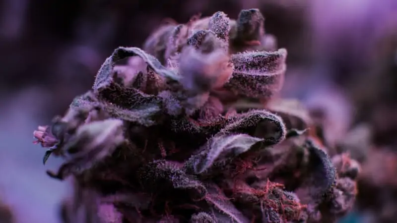 Close up of the Black Jack marijuana strain.