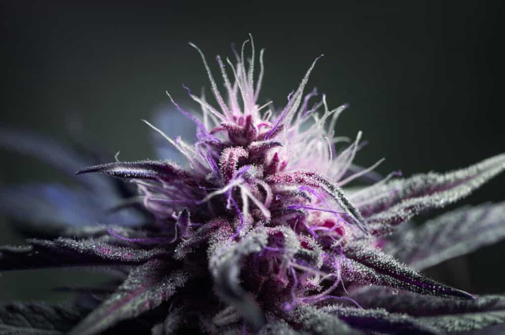 Purple weed