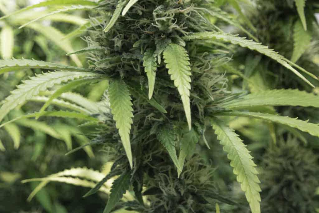 cannabis grow cabinet