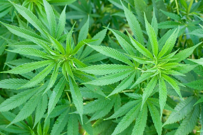 field of marijuana plants, cannabis growing mistakes