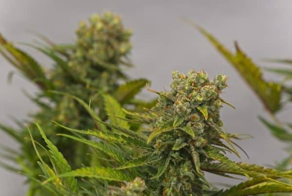 A close up of a granddaddy purple strain cannabis plant.
