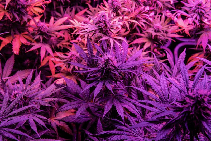 marijuana plants with purple hues, granddaddy purple strain
