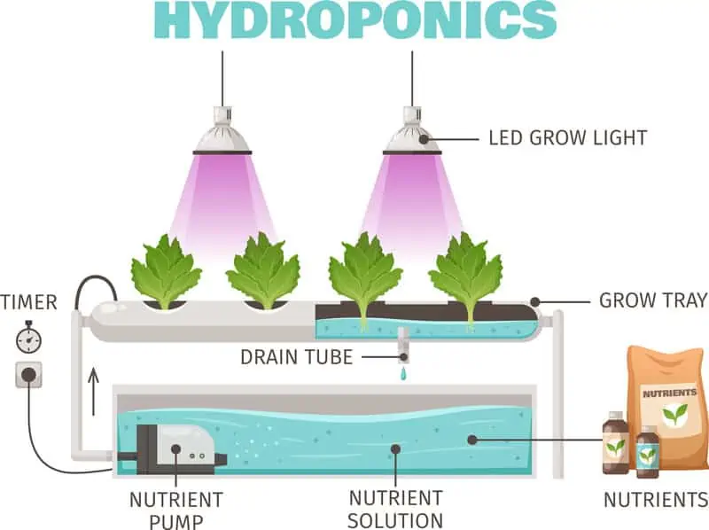 hydroponics graphic of growing and harvesting bigger marijuana buds