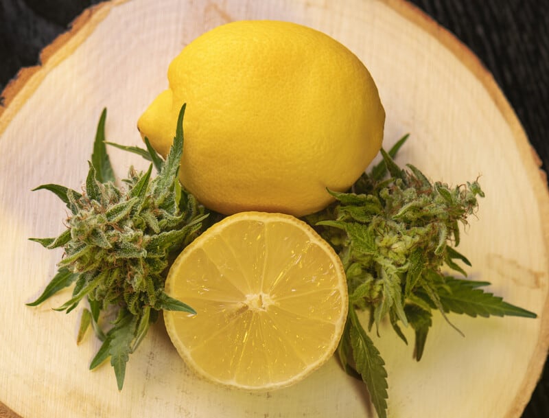 lemon cut open next to cannabis, lemon cake strain