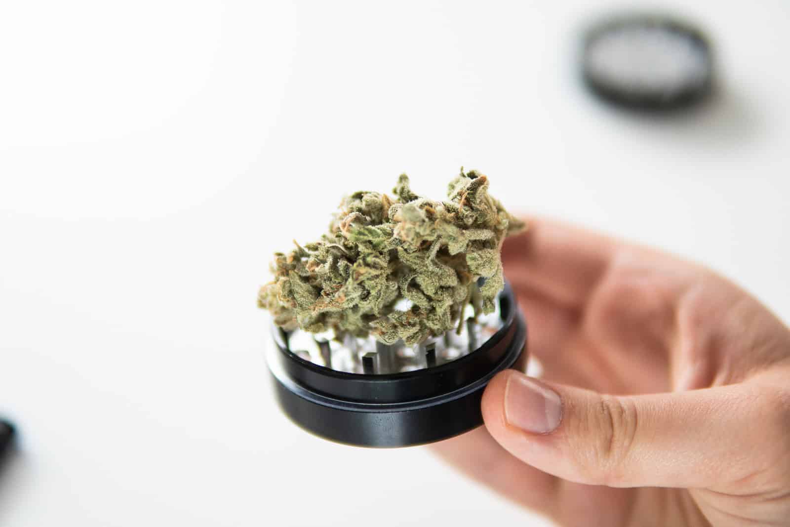 strains for inflammation. weed in a grinder in a hand