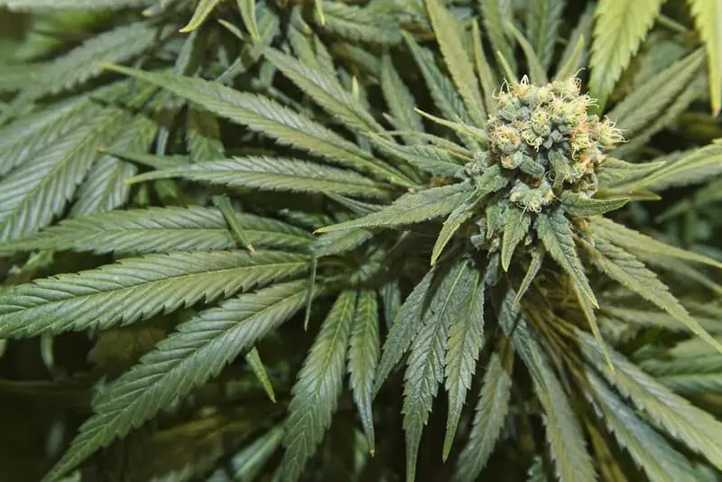 up close of green cannabis plant, strawberry banana weed strain