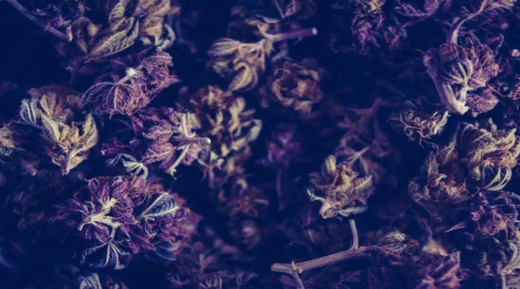 What is Dank Weed? 1 Dank weed growing.
