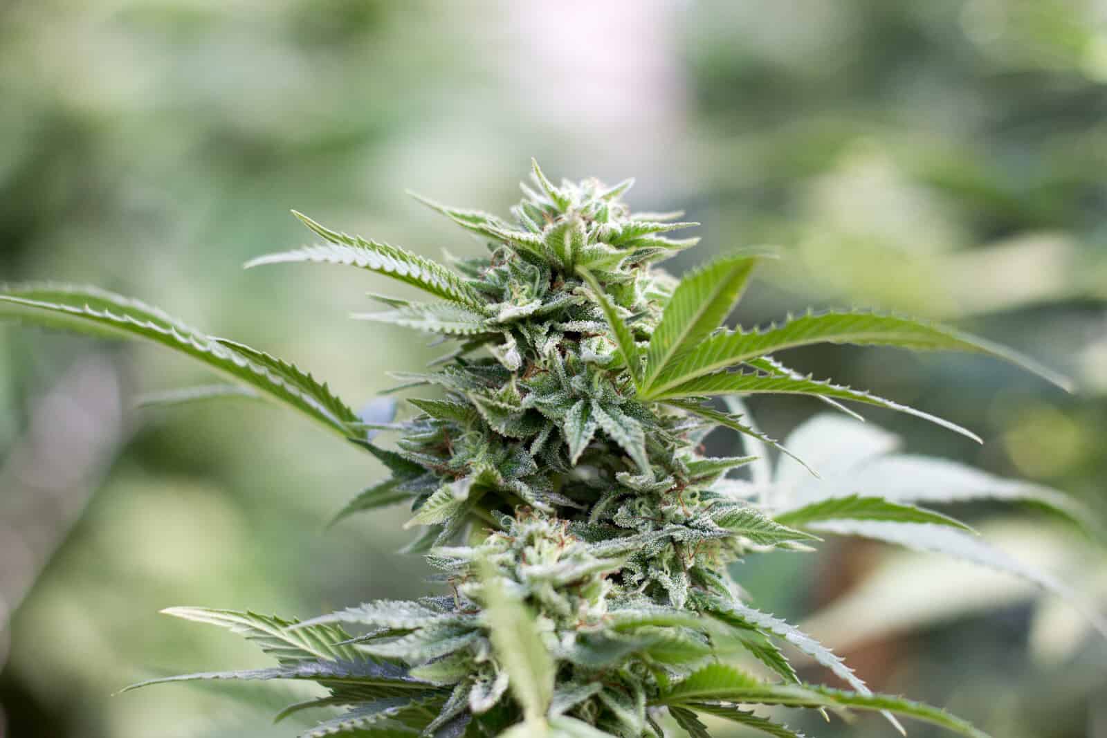 8 Advanced Outdoor Growing Techniques