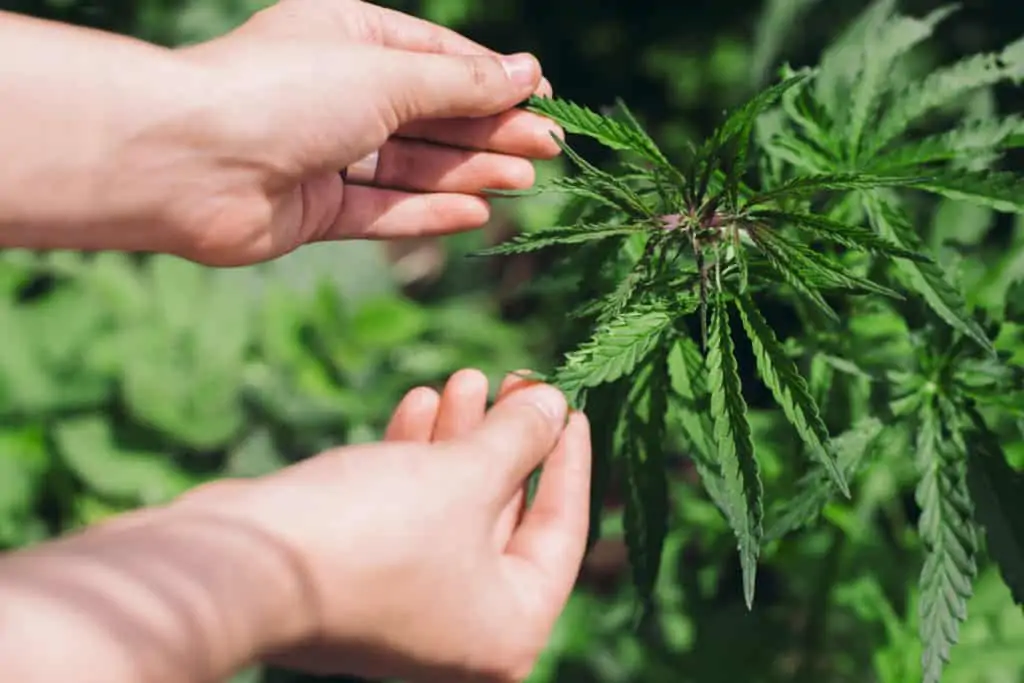Advanced Outdoor Cannabis Growing Methods