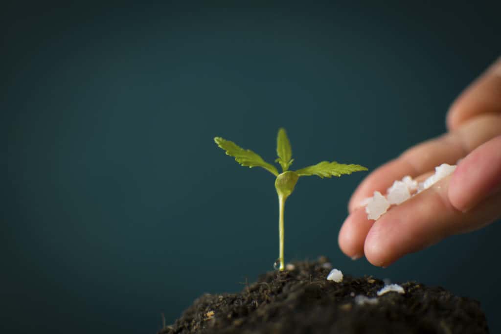 Best Feed Chart for Growing Weed 1 plant growing using a feed chart for growing weed