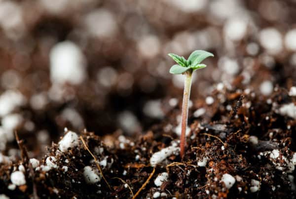 Best Soil For Growing Weed Indoors with a small marijuana plant