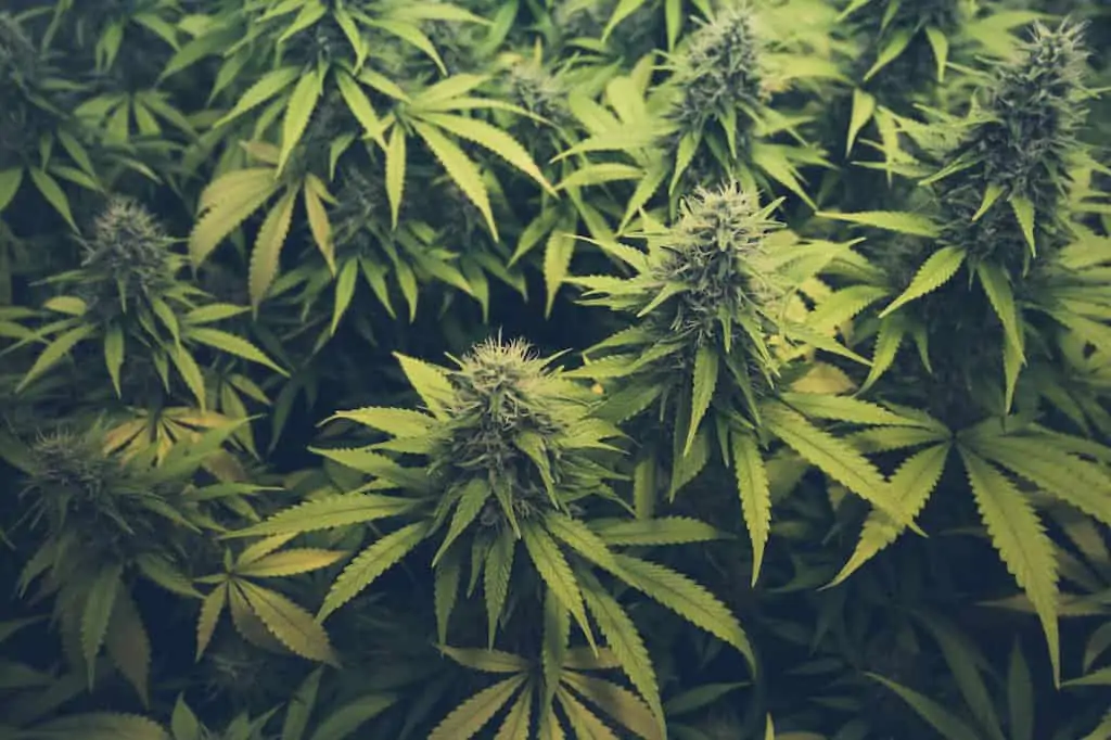 healthy cannabis buds on plants