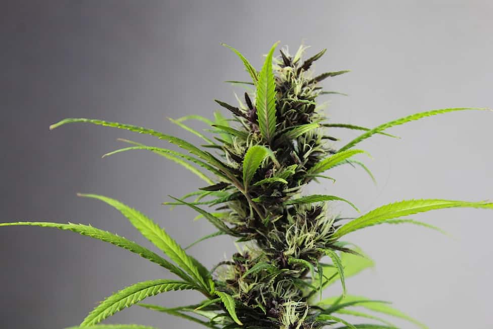 Where to Buy Marijuana Plants in Colorado