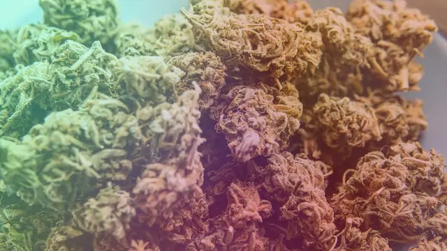 Fruity Pebbles Weed Strain Review & Information