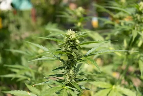marijuana field, growing weed outdoors step by step