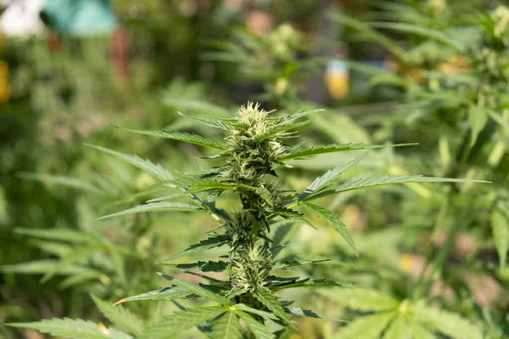 Growing Weed Outdoors Step By Step