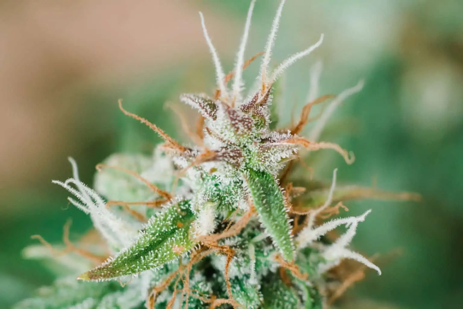 Guava Cake Weed Strain Review and Information CTU