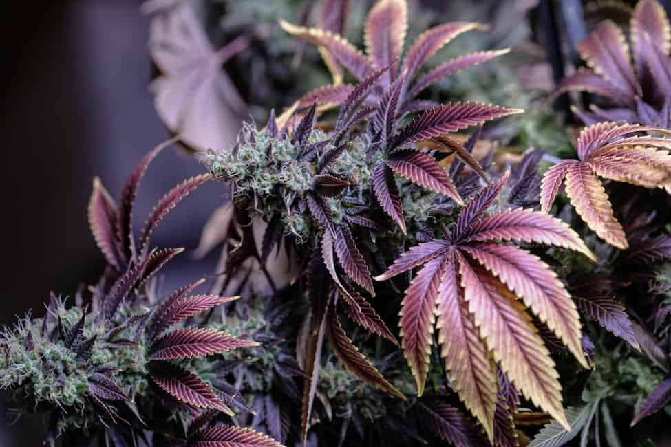Pro Guide to Growing Weed in California