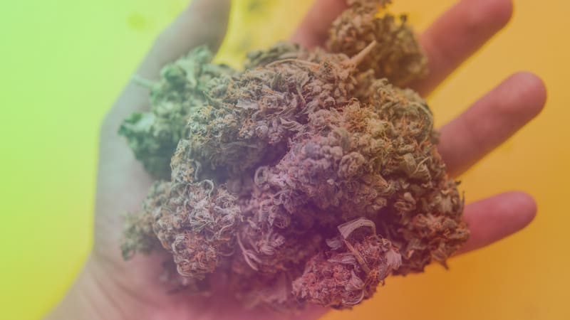 How Many Strains Of Marijuana Are There, handful of marijuana strains.