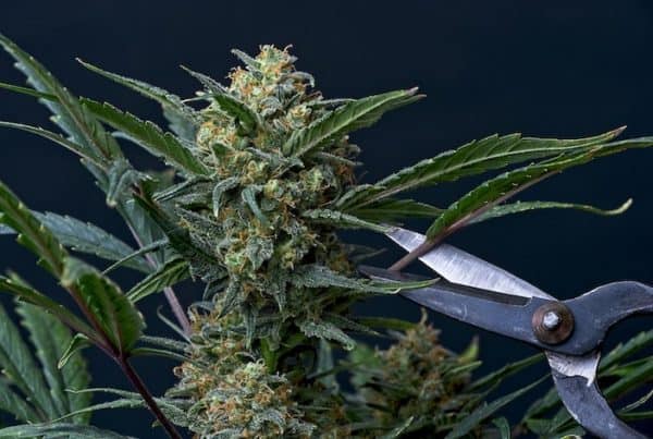 scissors cutting weed plant, how to top a marijuana plant