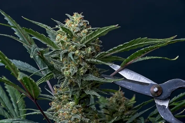 How to Top a Marijuana Plant