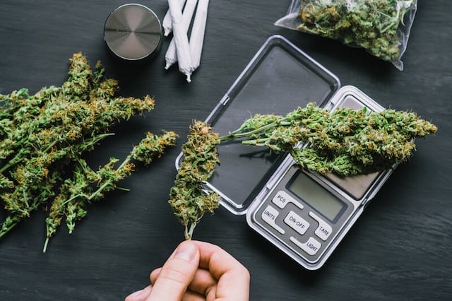 DIfferent Marijuana Strains For Cachexia getting weighed.