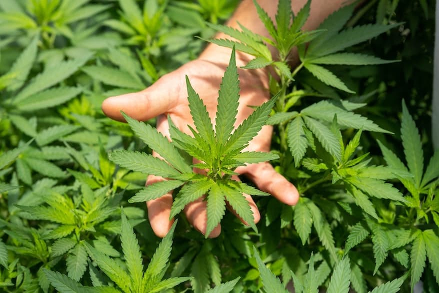 professional marijuana grower holding a marijuana plant