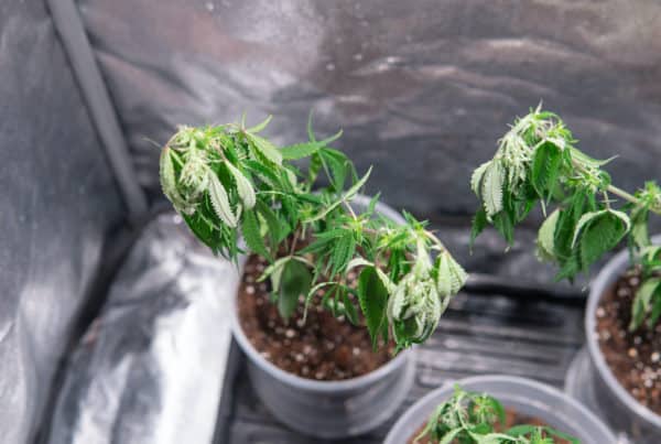 Cannabis propagation in small pots