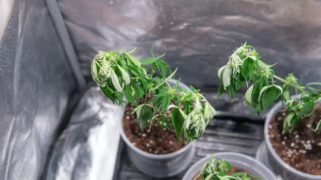 What Is Cannabis Propagation?