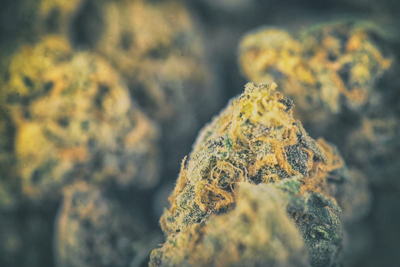 What Is The Strongest Strain Of Marijuana?