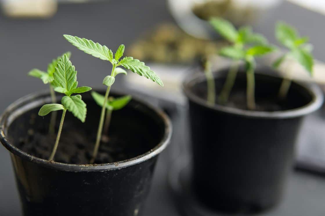 Marijuana seedlings growing too tall