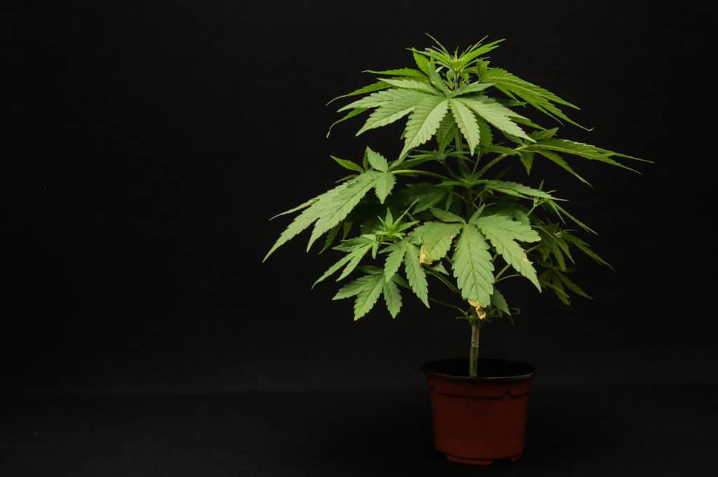 cannabis plant flowering in soil, 