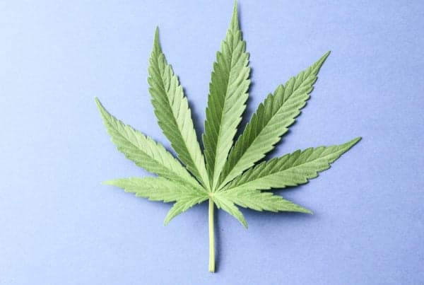 cannabis leaf on a blue background, is marijuana safe for the heart?