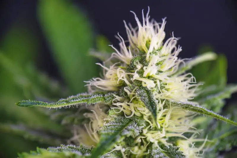 marijuana flower with trichomes, Jack Frost strain
