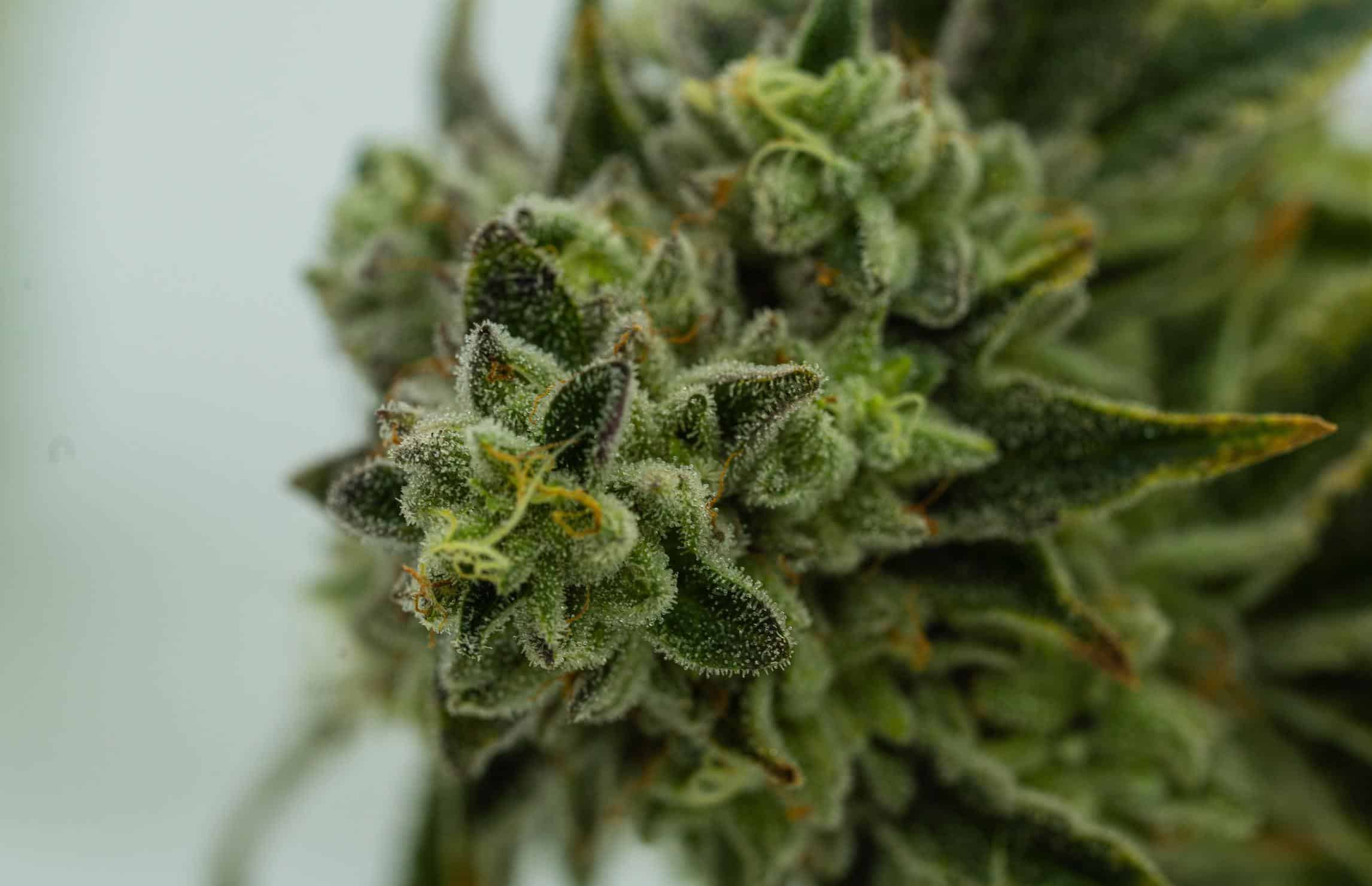 Up close of a key lime pie strain.
