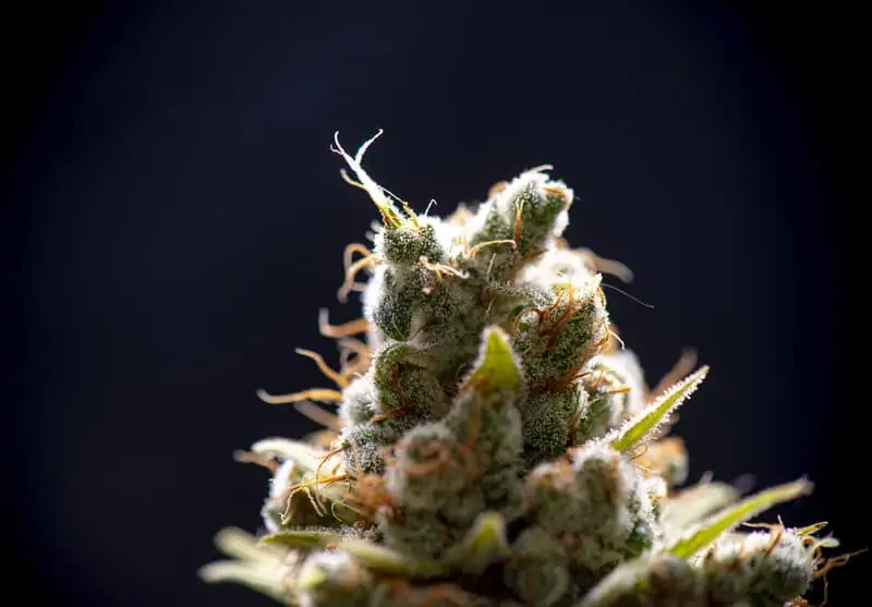 Banana OG Strain Review 1 close up of banana og strain on black background