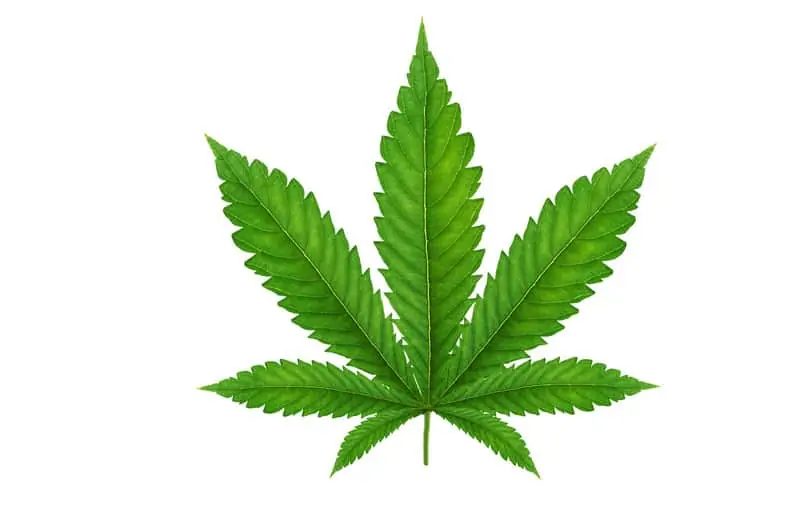 cannabis leaf, CBD hemp direct