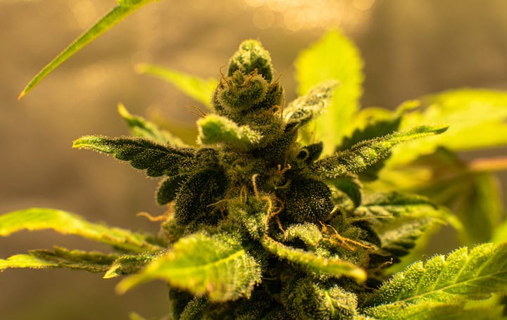 Cake Batter Strain Review 1 up close of cake batter strain