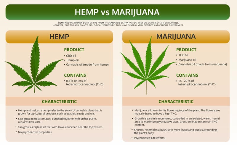chart of hemp vs marijuana, how much does cannabis oil cost?
