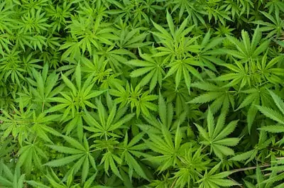 kush cannabis plants, how to grow kush