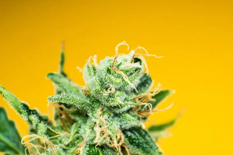 Sherblato Weed Strain Review & Information